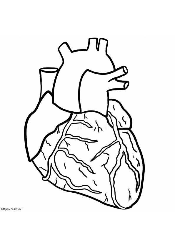 Anatominen sydän värityskuva