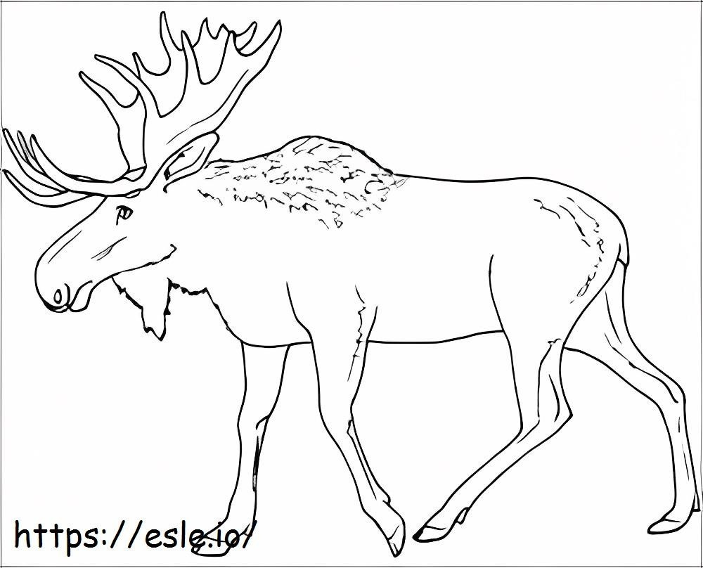 Coloriage Orignal Caribou Orignal à imprimer dessin