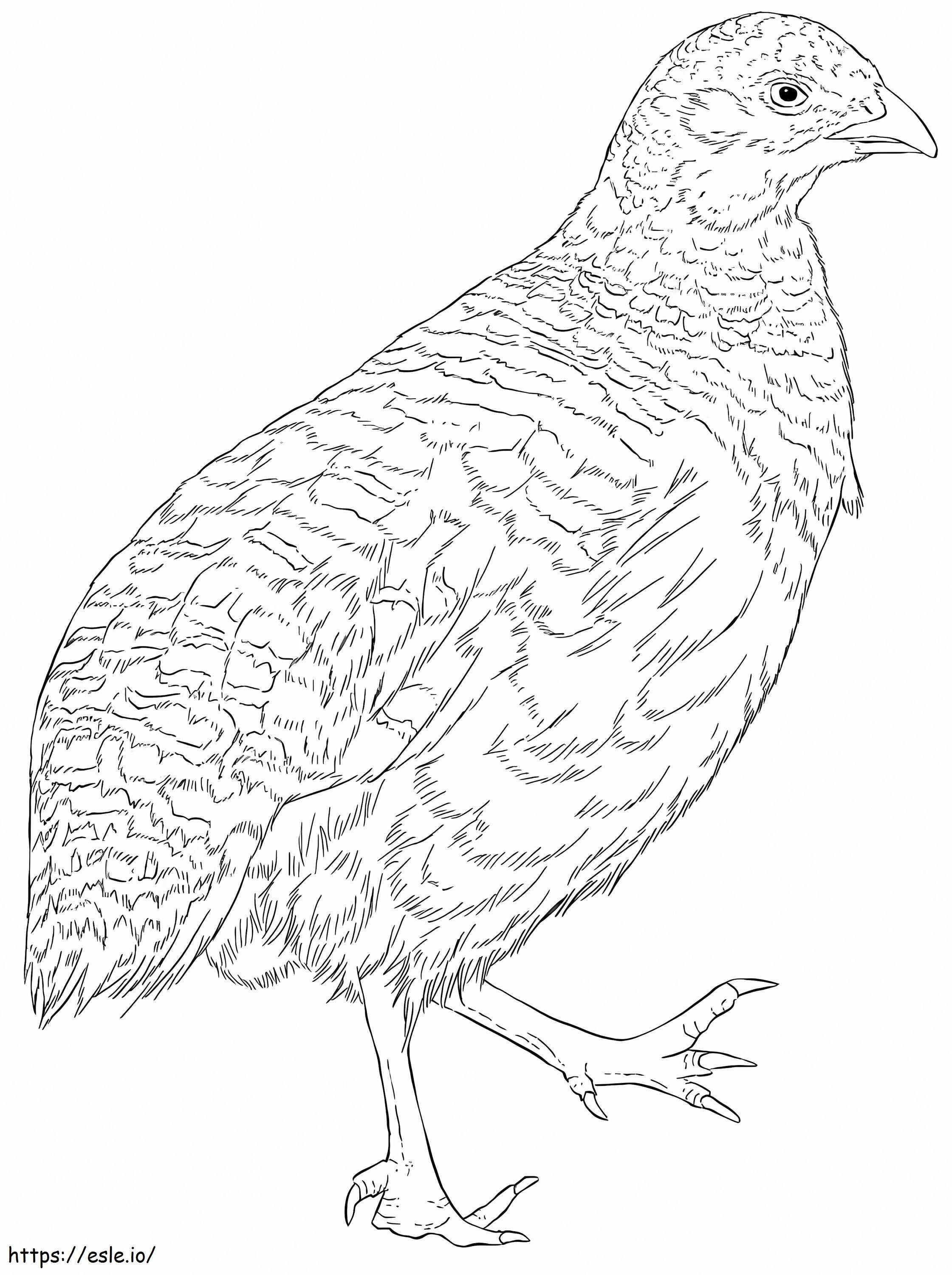 Snow Mountain Quail coloring page