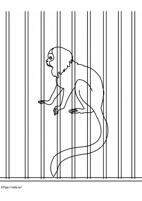 Singe en cage