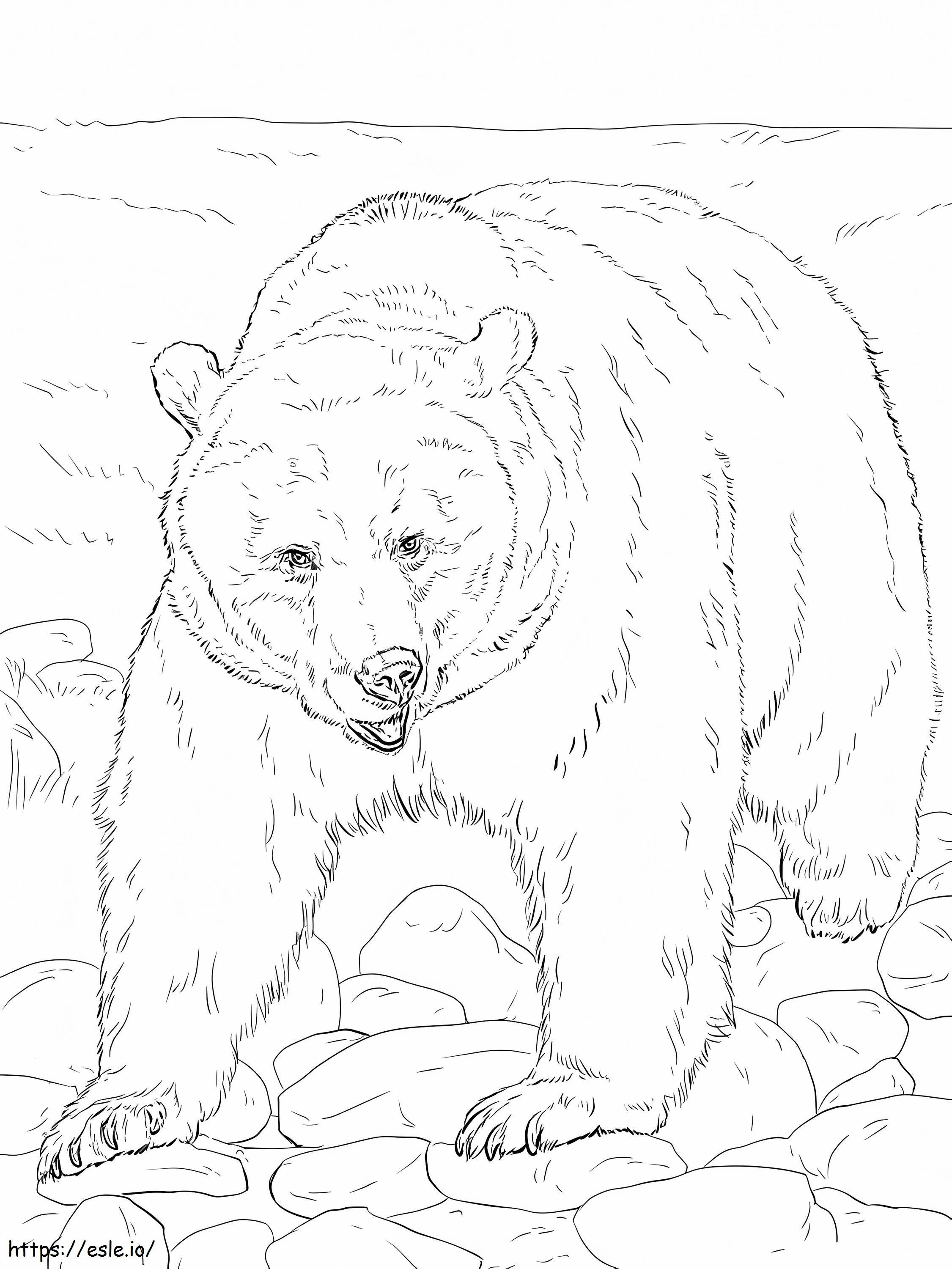 Brązowy niedźwiedź kolorowanka