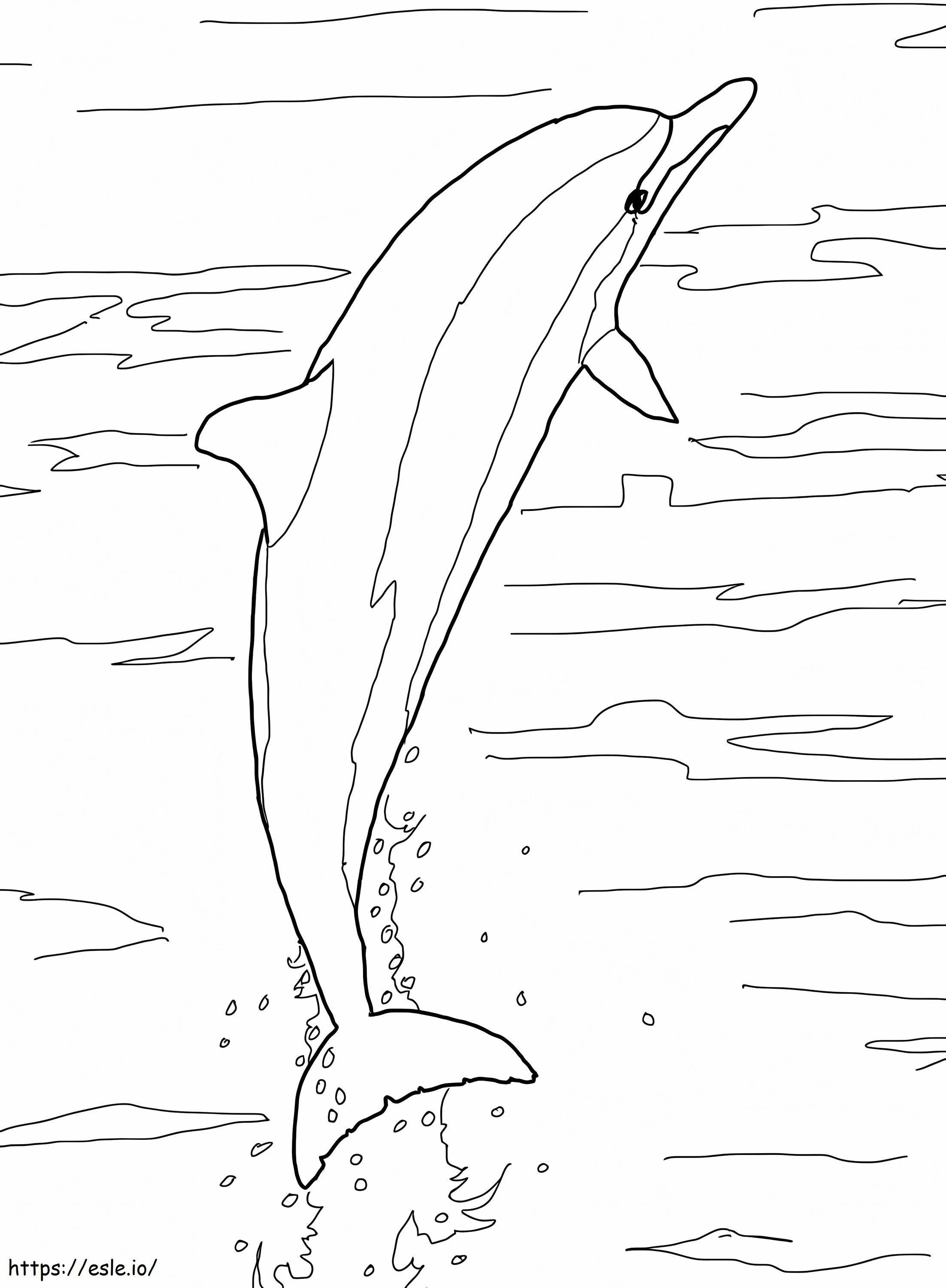 Salto del delfín de pico largo para colorear