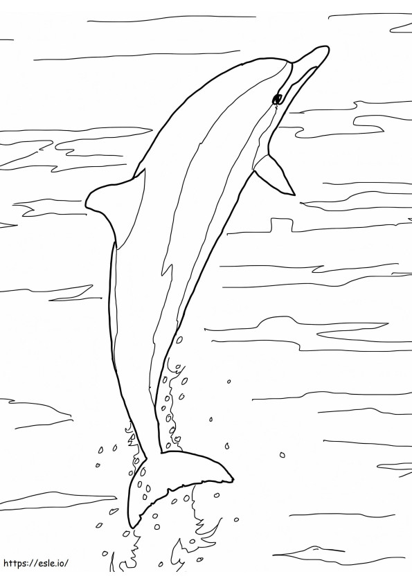 Salto del delfín de pico largo para colorear