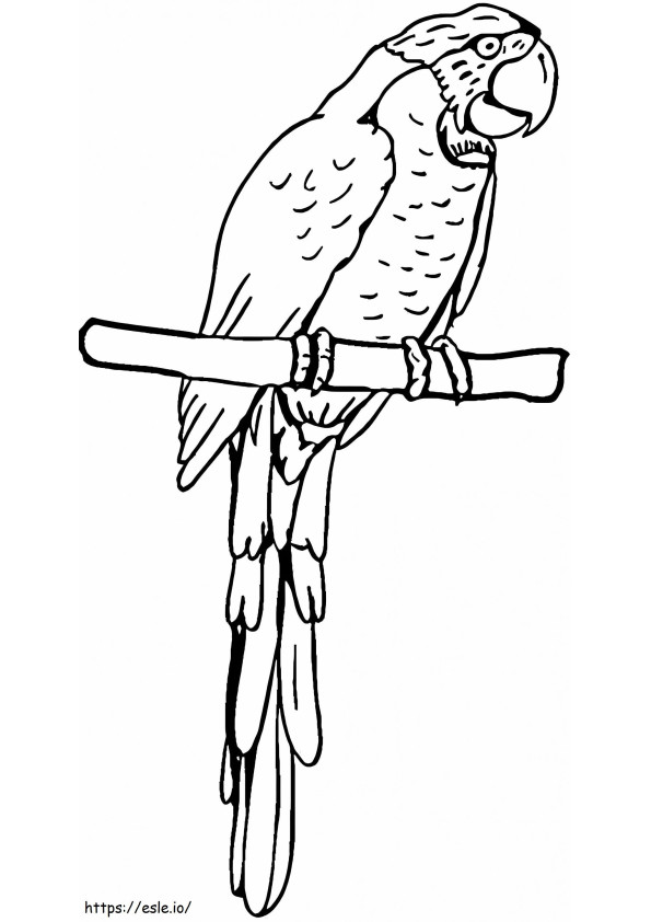 Nice Parrot coloring page