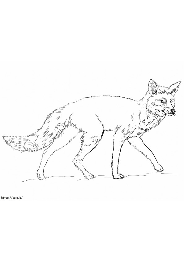 Renard Roux Realista 1024X776