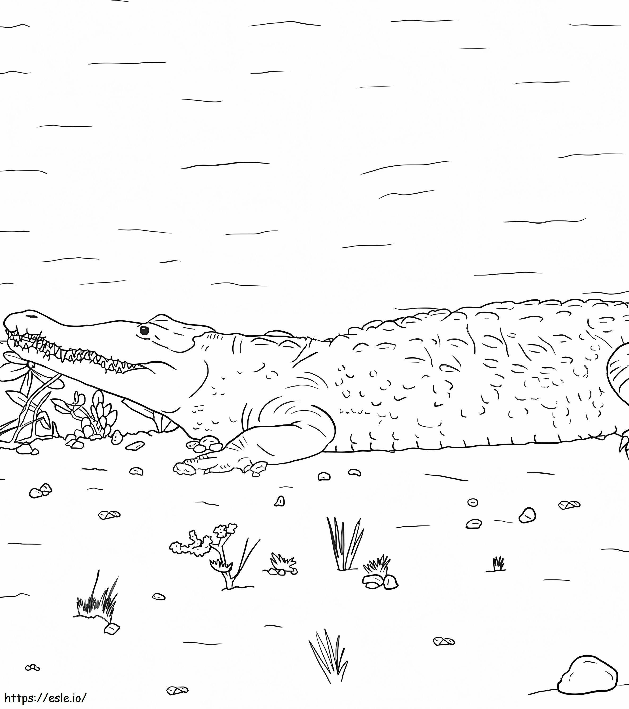 Coloriage Crocodile américain à imprimer dessin
