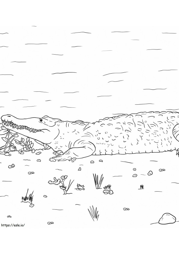 American Crocodile coloring page