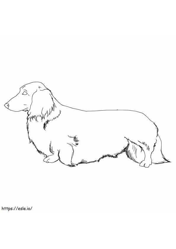 Longhaired Dachshund coloring page
