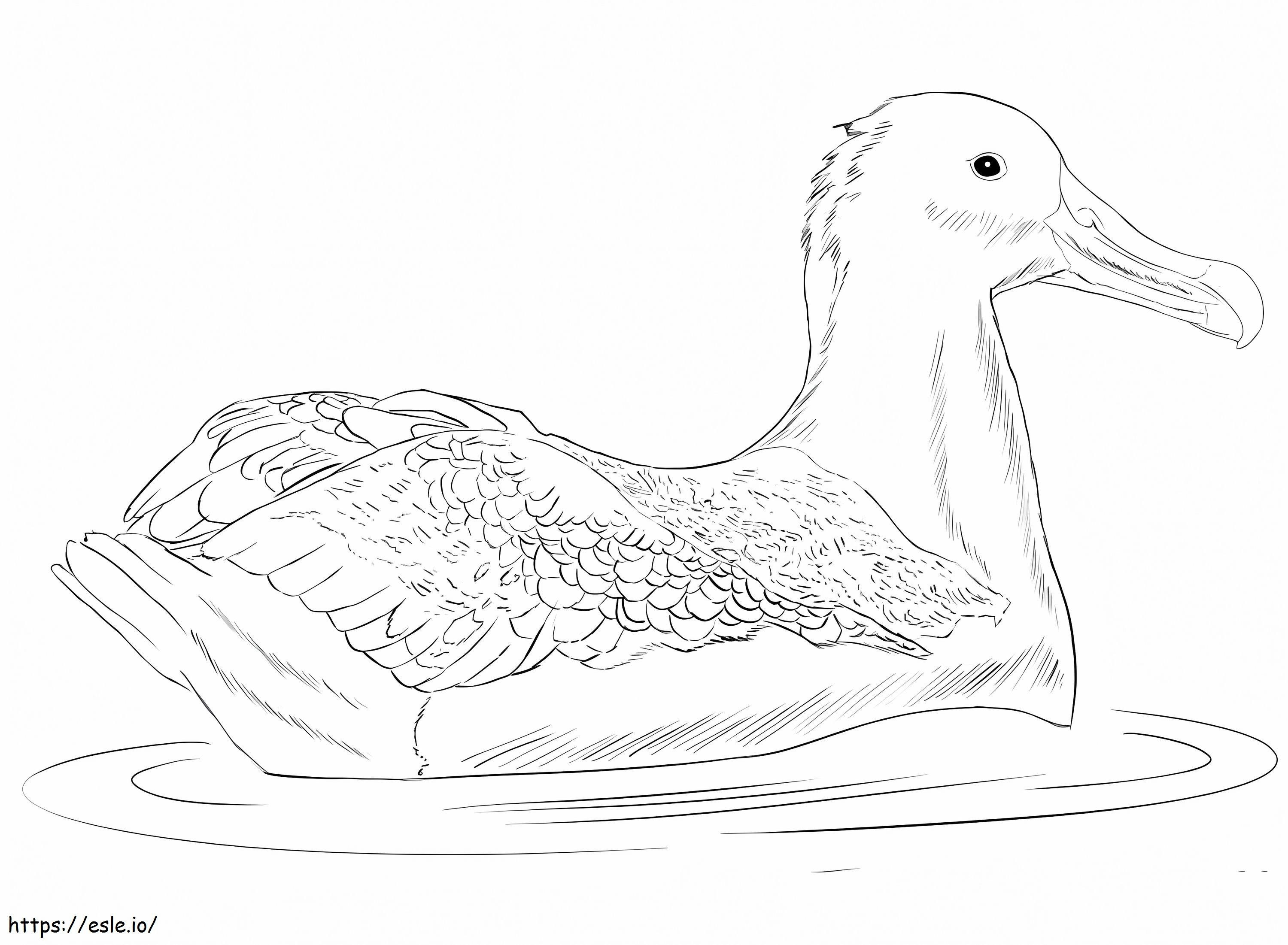 Albatros Hebat Gambar Mewarnai