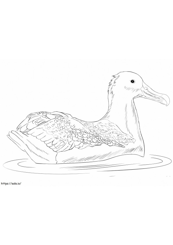 Coloriage Grand Albatros à imprimer dessin