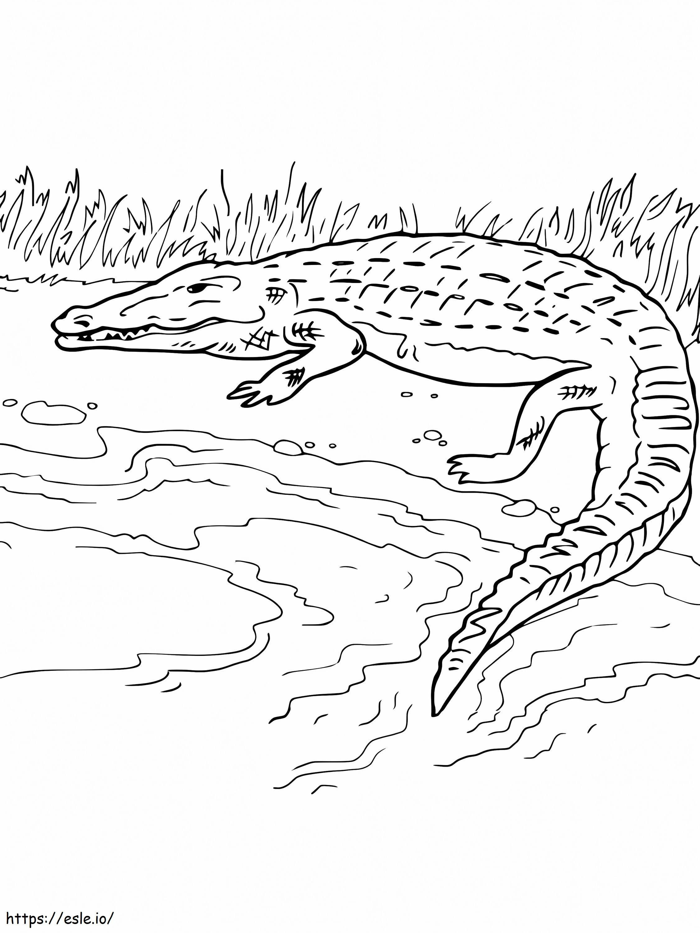 Crocodilo na margem para colorir