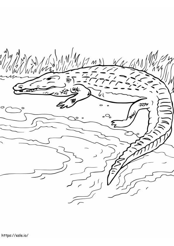 Crocodile On The Bank coloring page