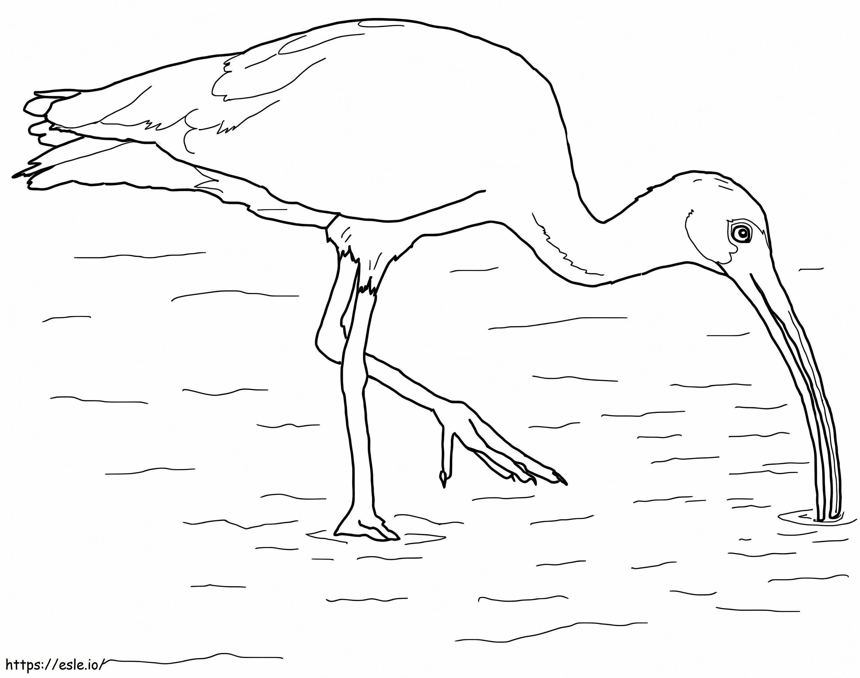 White Ibis coloring page