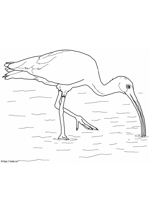 Biały ibis kolorowanka