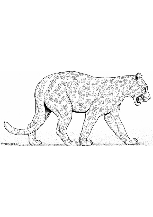 Leopard Walking