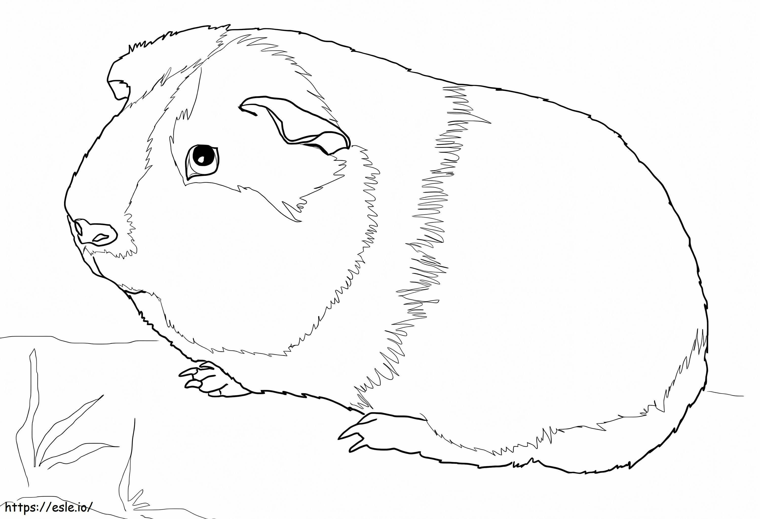 Lovely Guinea Pig coloring page