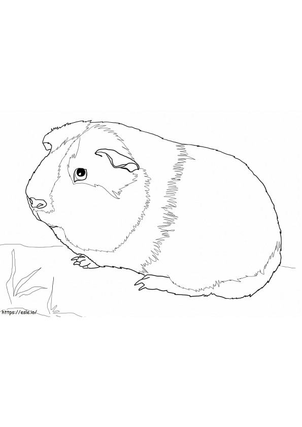 Lovely Guinea Pig coloring page