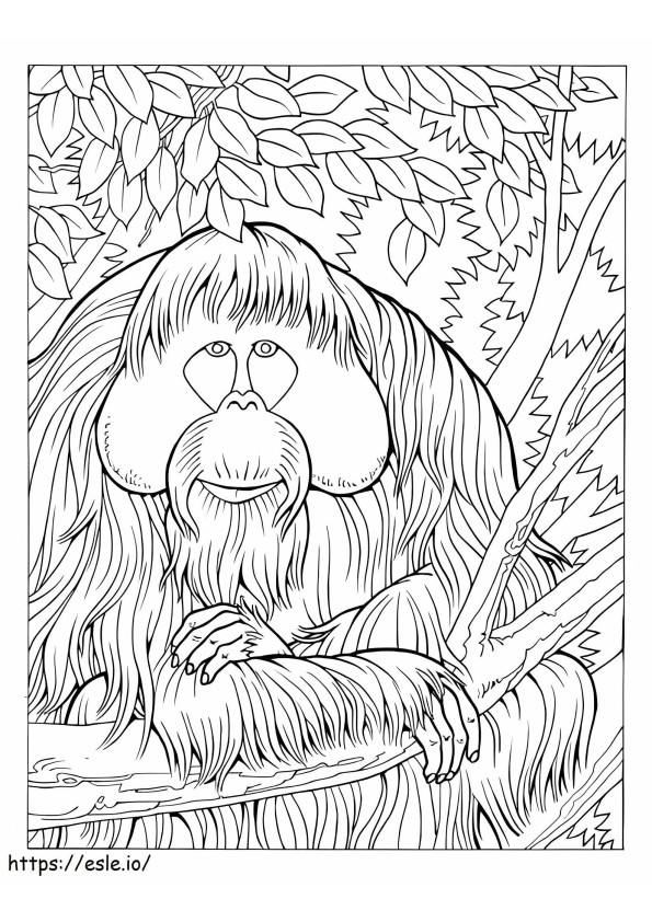 Oude orang-oetan kleurplaat