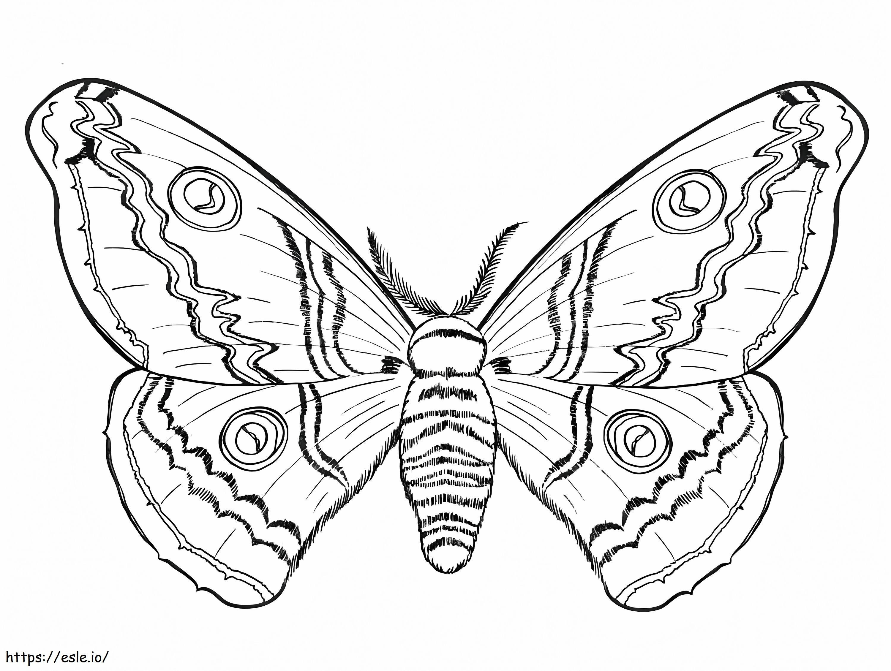 Reális pillangó kifestő