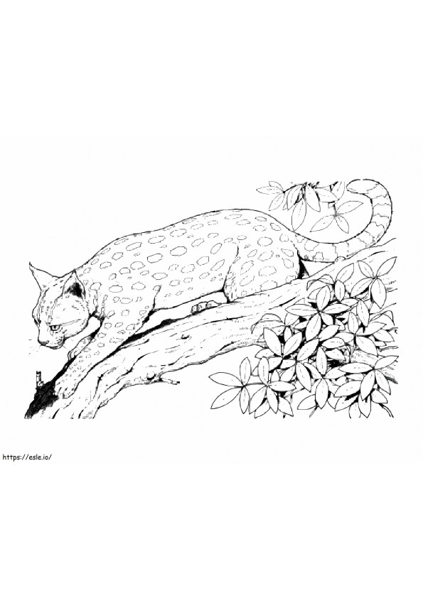 Printable Lynx coloring page