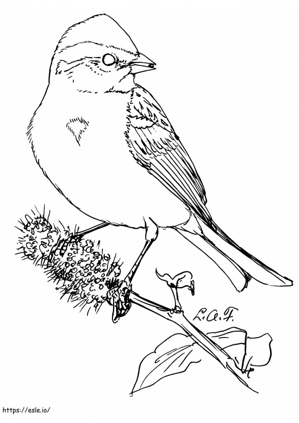 American Tree Sparrow