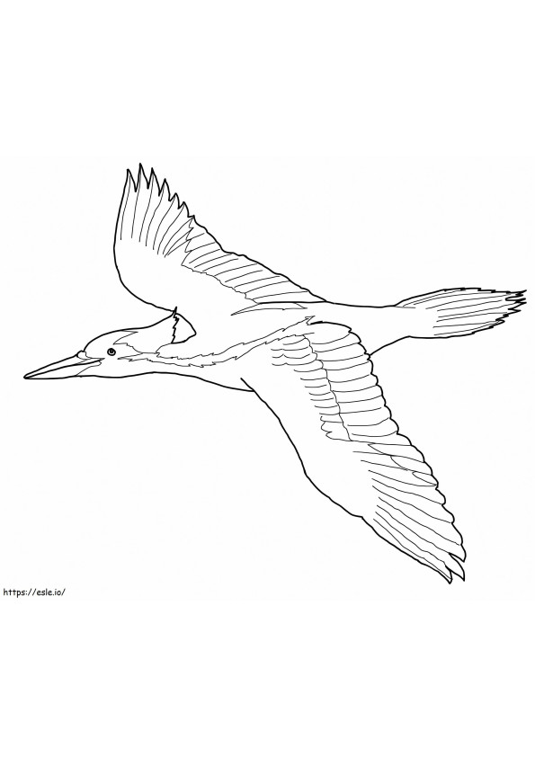 Ivory Billed Woodpecker coloring page