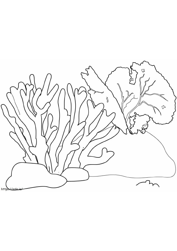 Corallo normale da colorare