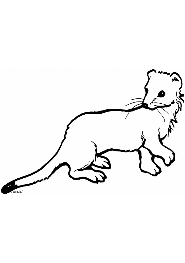 Long Tailed Weasel coloring page