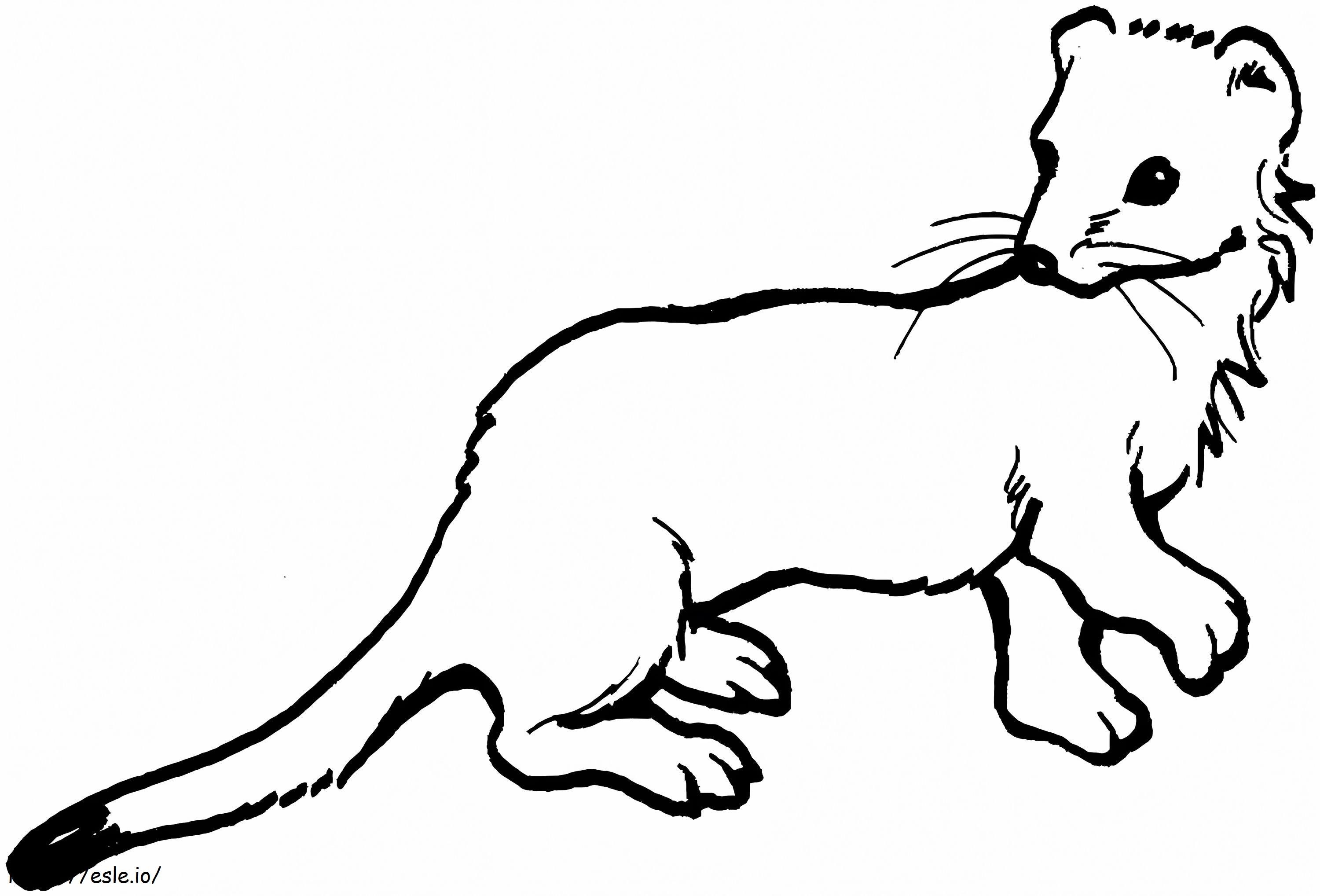 Long Tailed Weasel coloring page