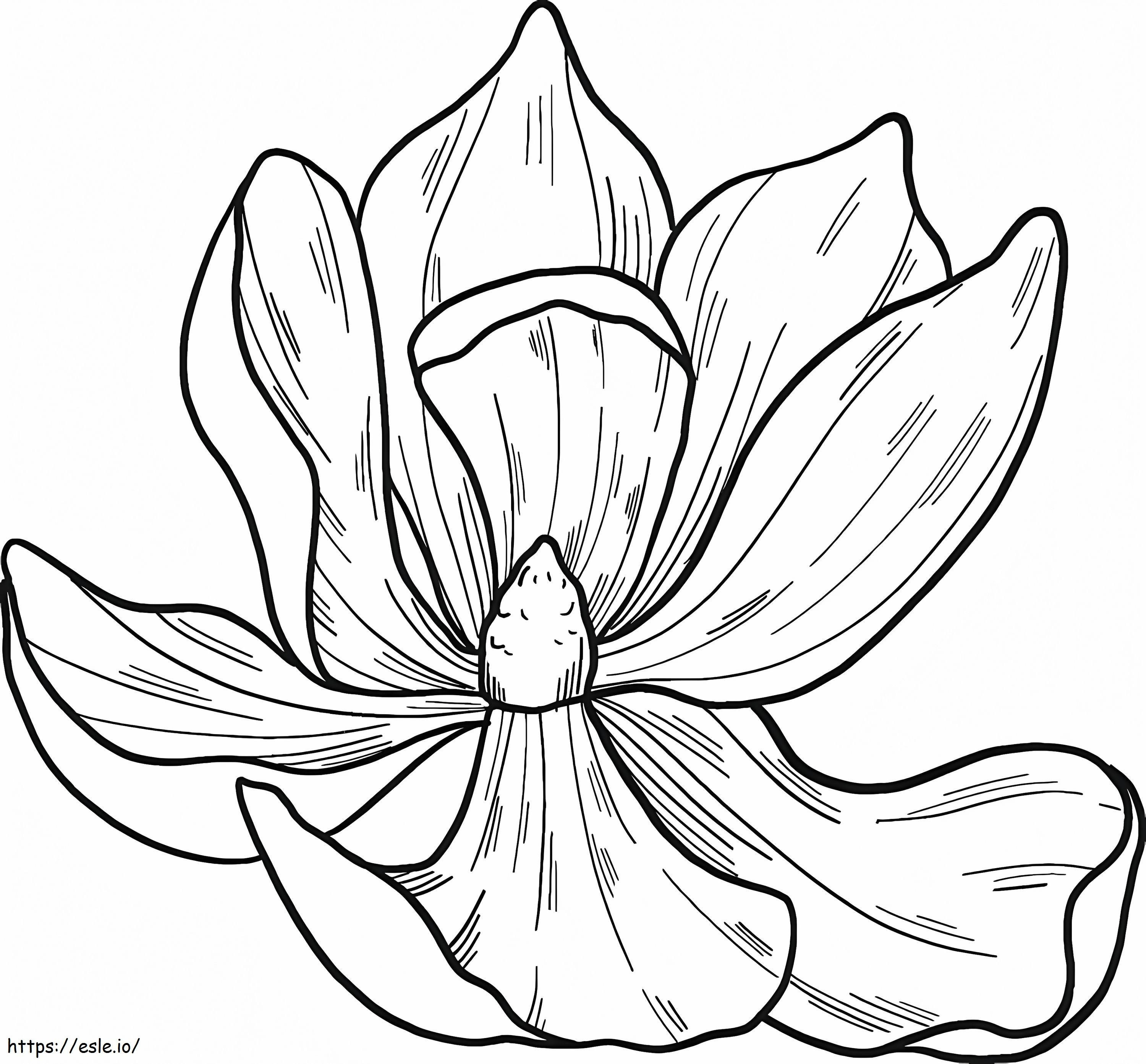 Coloriage Fleur de magnolia 2 à imprimer dessin