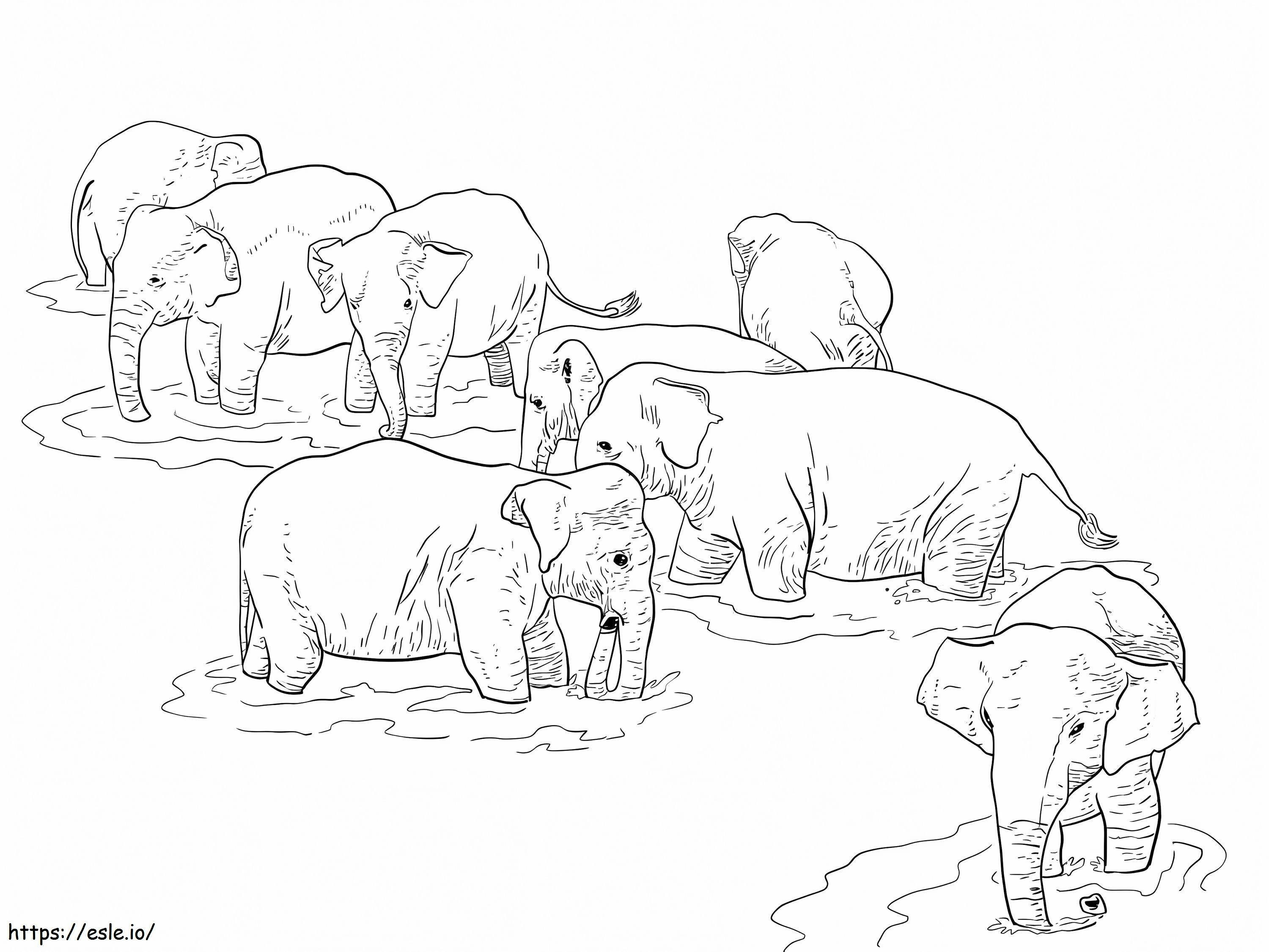 Coloriage Éléphants du Sri Lanka à imprimer dessin