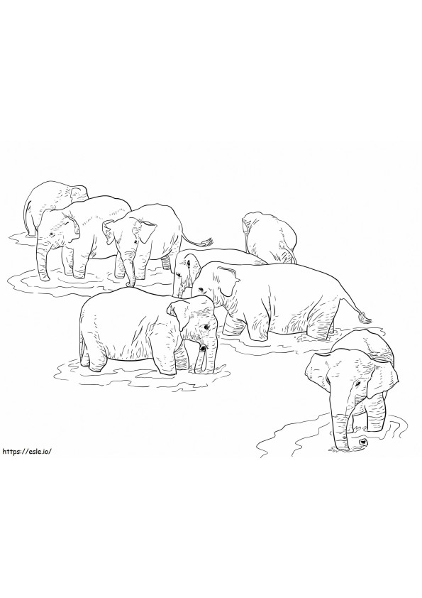 Coloriage Éléphants du Sri Lanka à imprimer dessin