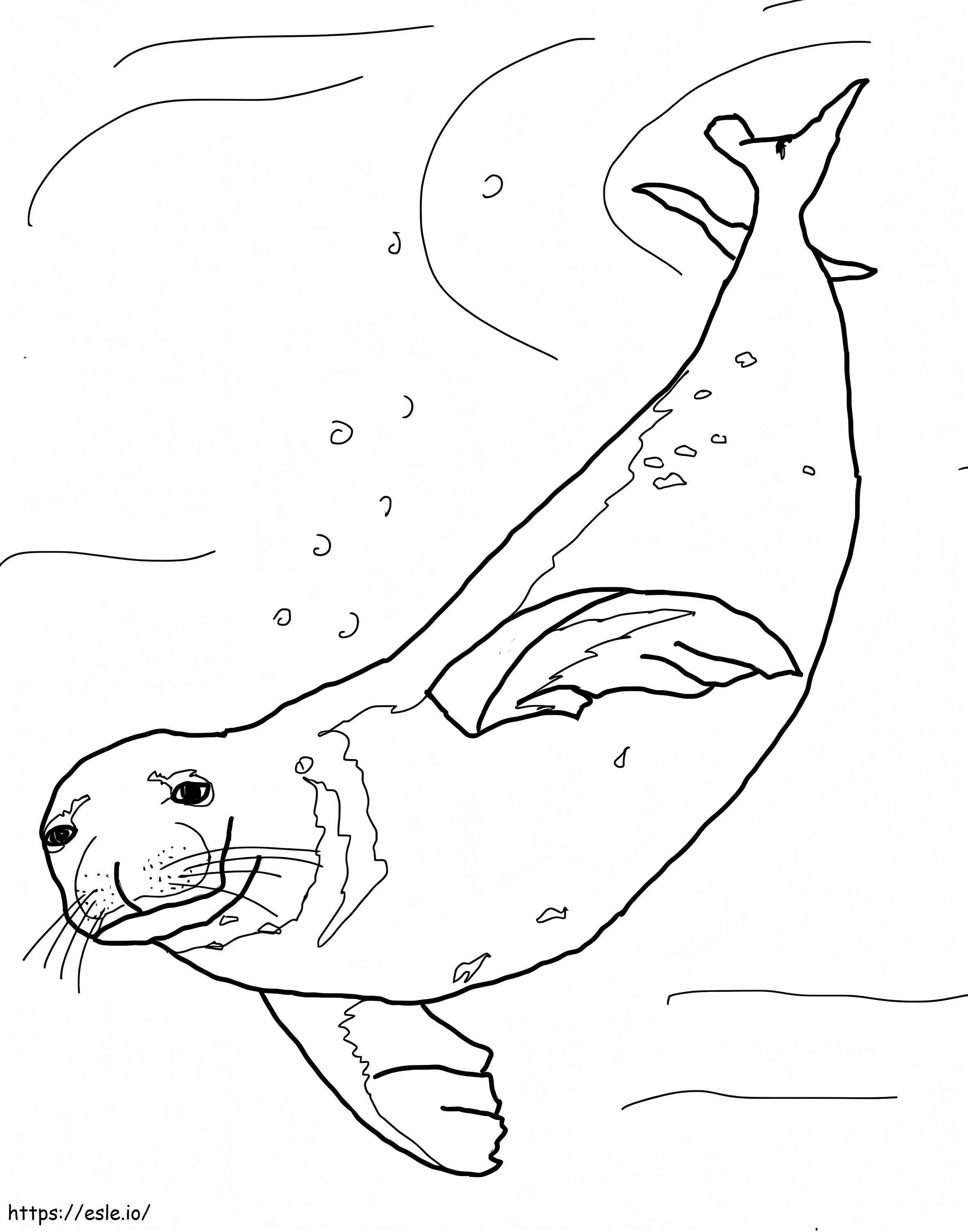 Coloriage Phoque moine nageant à imprimer dessin