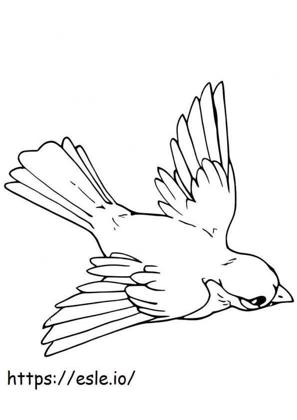 Pikku Jay-lintu lentää värityskuva