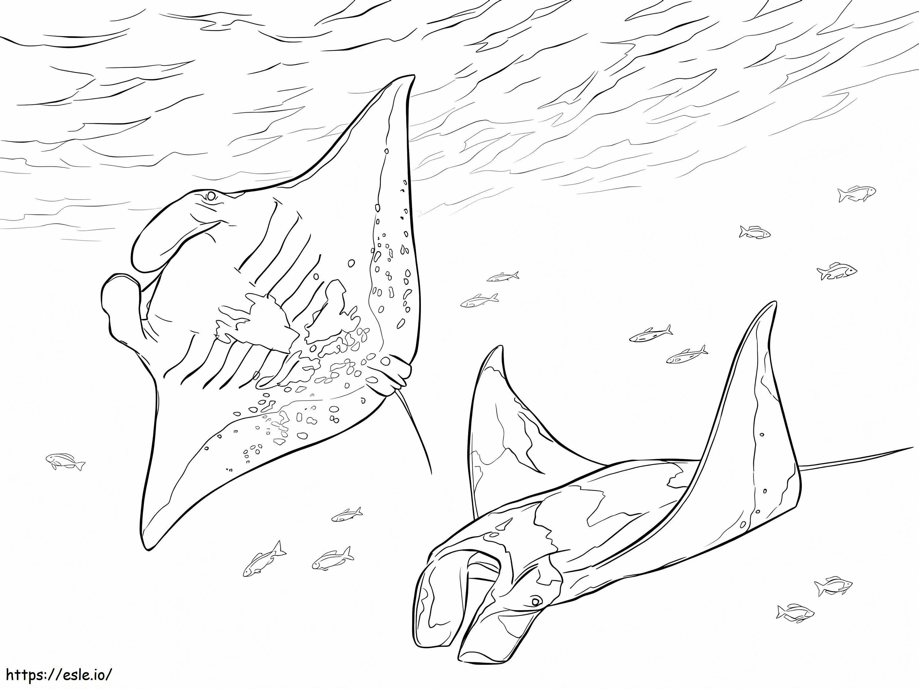 Two Manta Rays coloring page