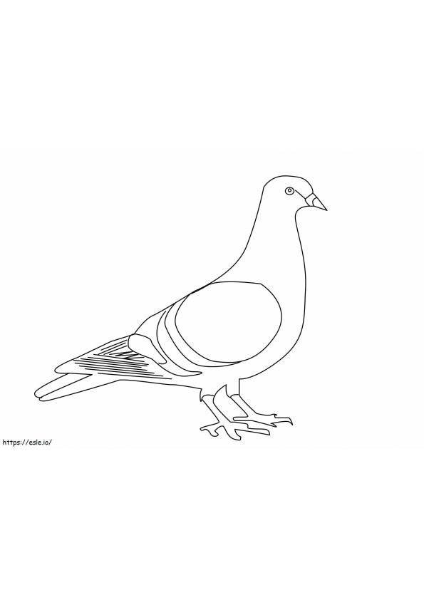 Coloriage Pigeon 3 à imprimer dessin