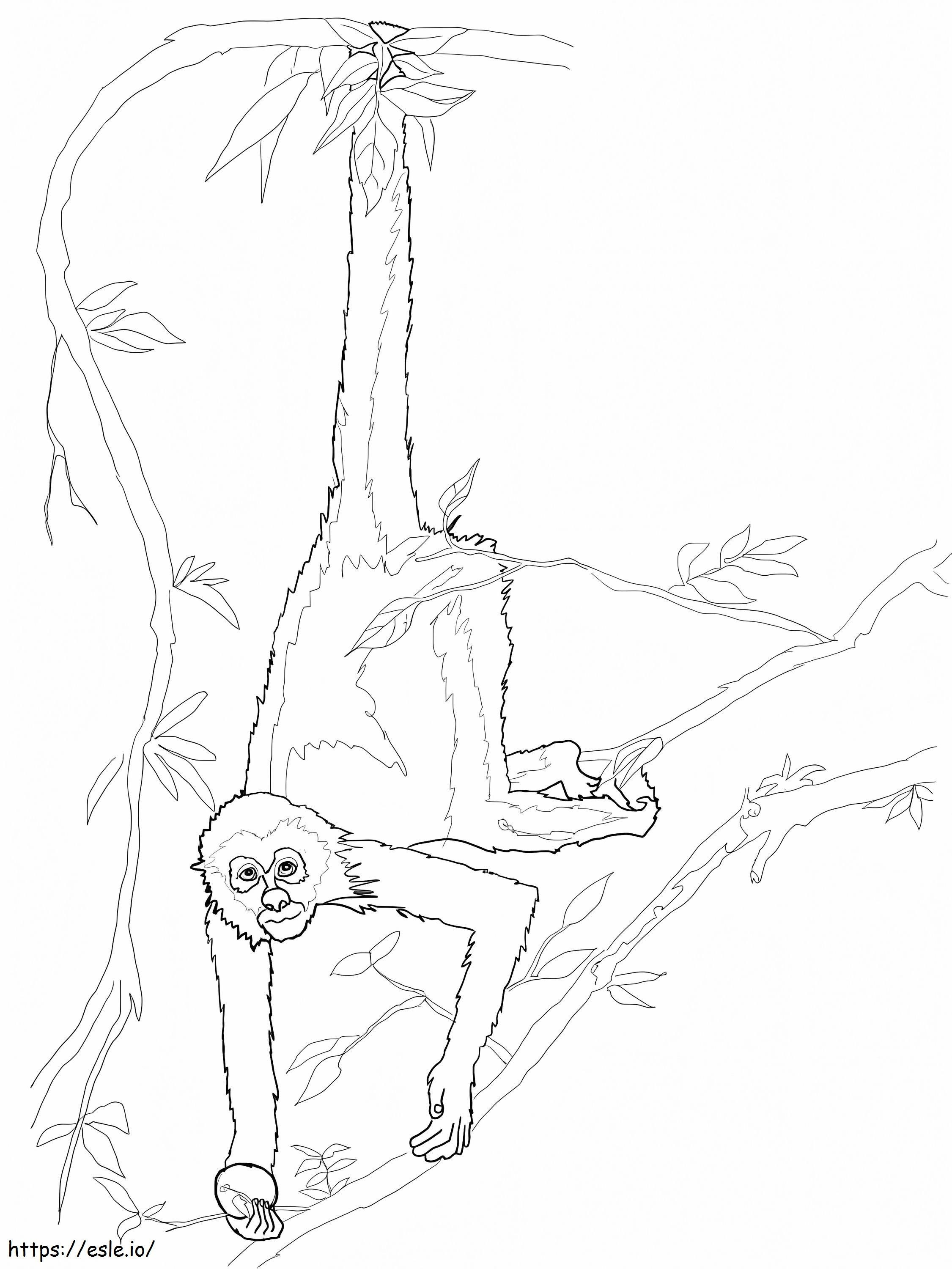 Spider Monkey coloring page
