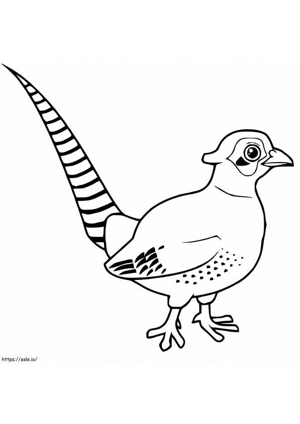 Adorable Pheasant