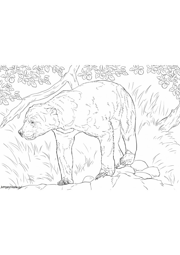Realistic Sun Bear coloring page