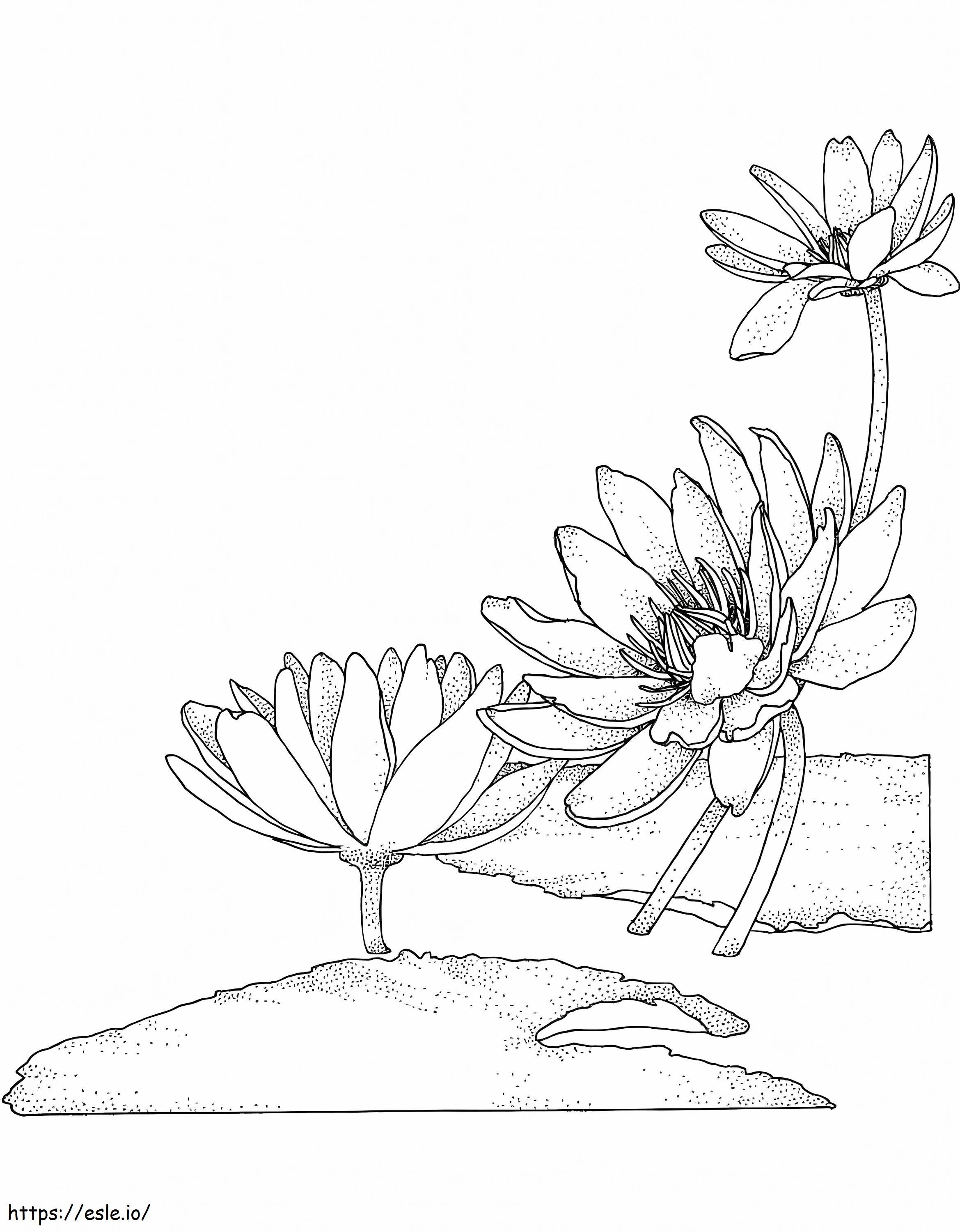 Water Lily Flower 3 coloring page