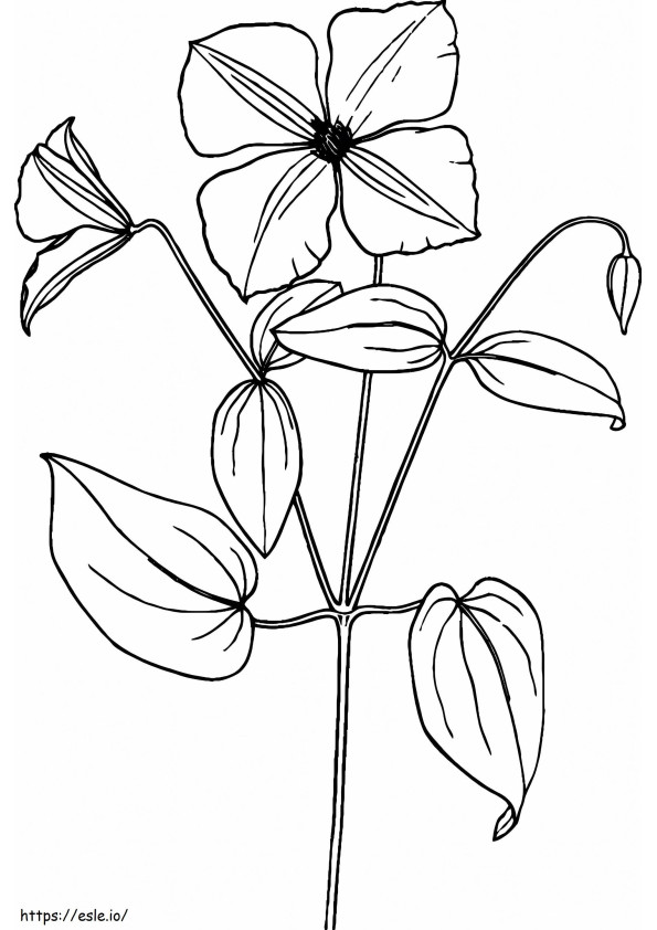 Clematis Tattoo coloring page