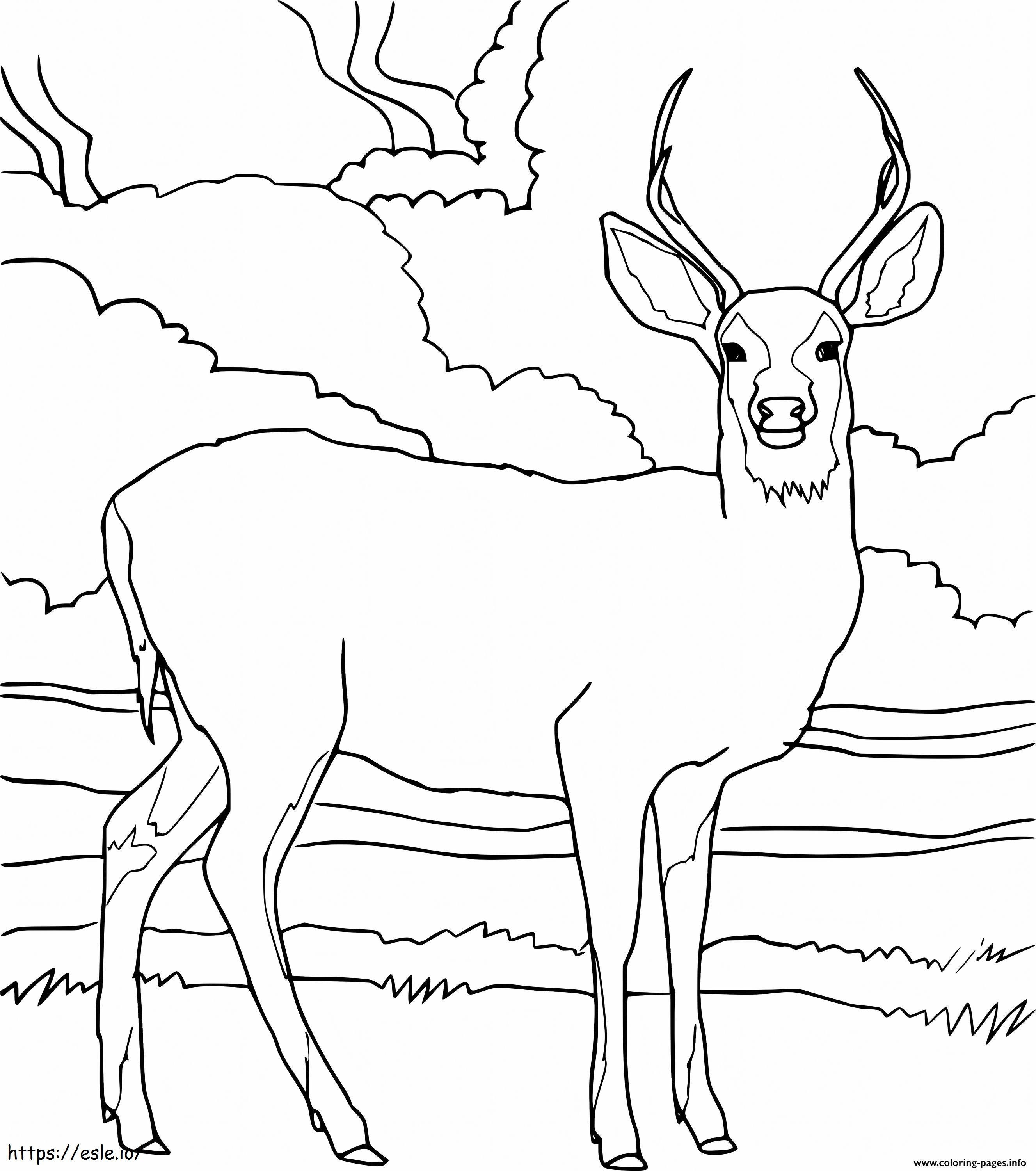 印刷可能な鹿 ぬりえ - 塗り絵