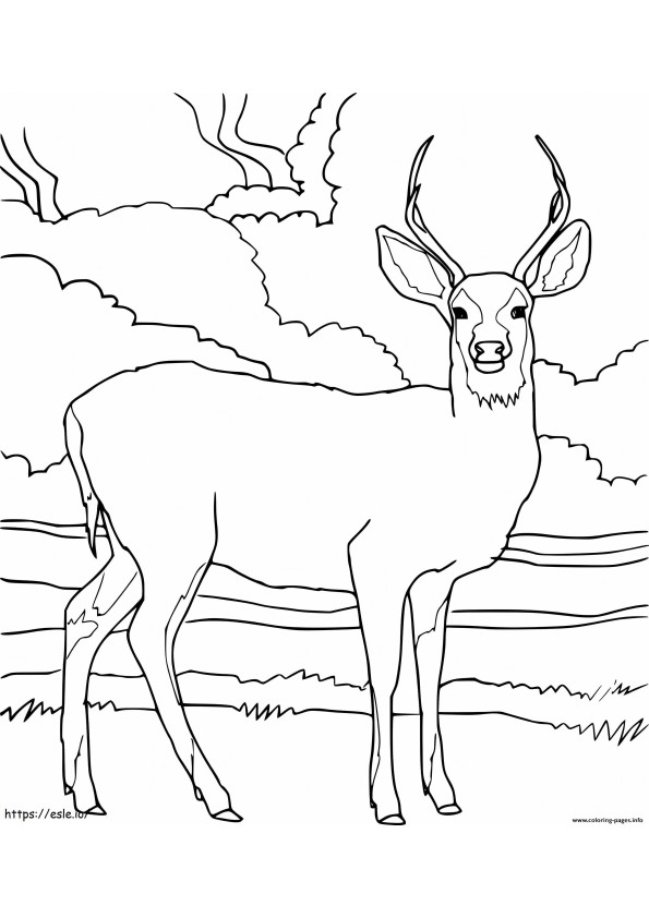 Tulostettava Deer värityskuva