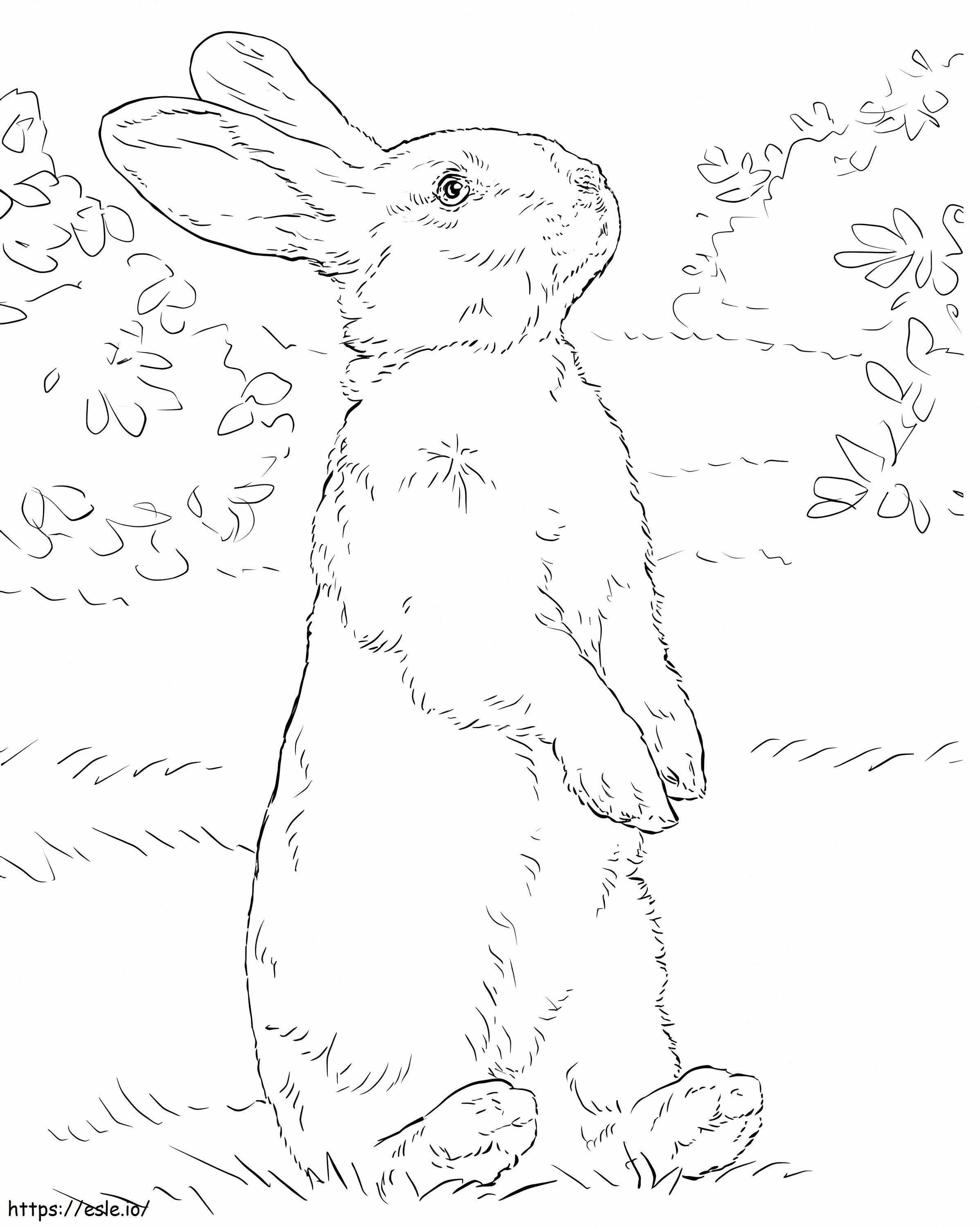Coniglio in piedi da colorare