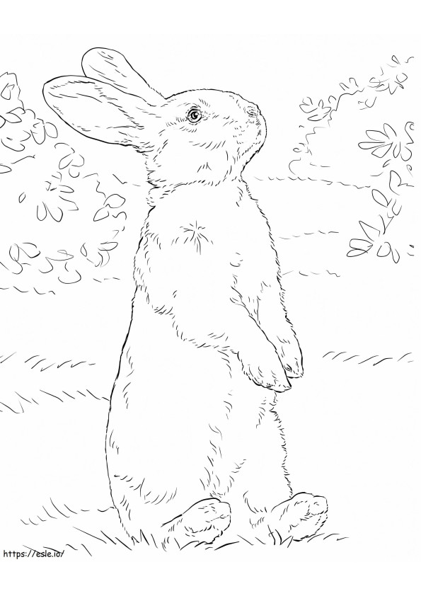 Coniglio in piedi da colorare