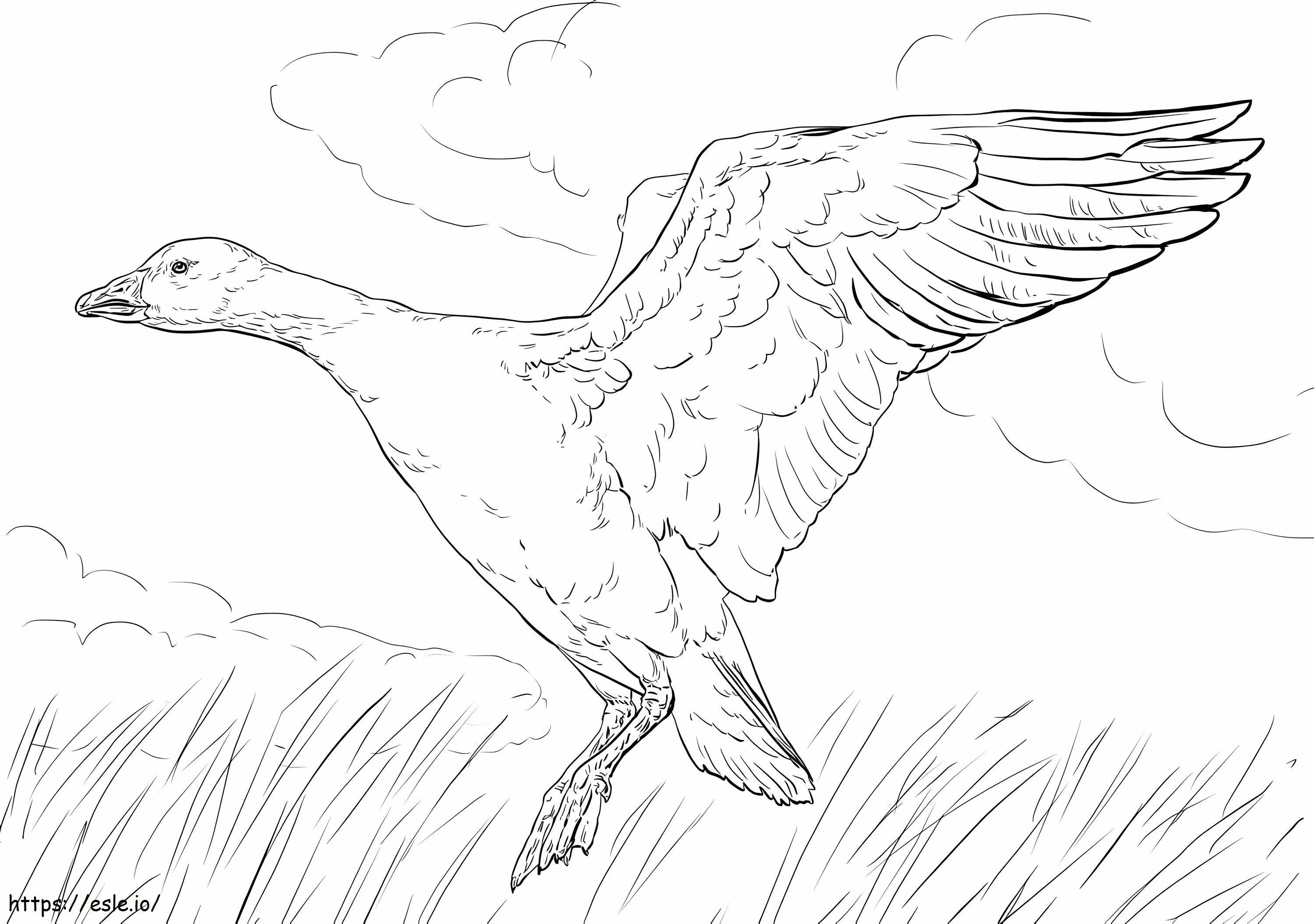 Landing Snow Goose coloring page