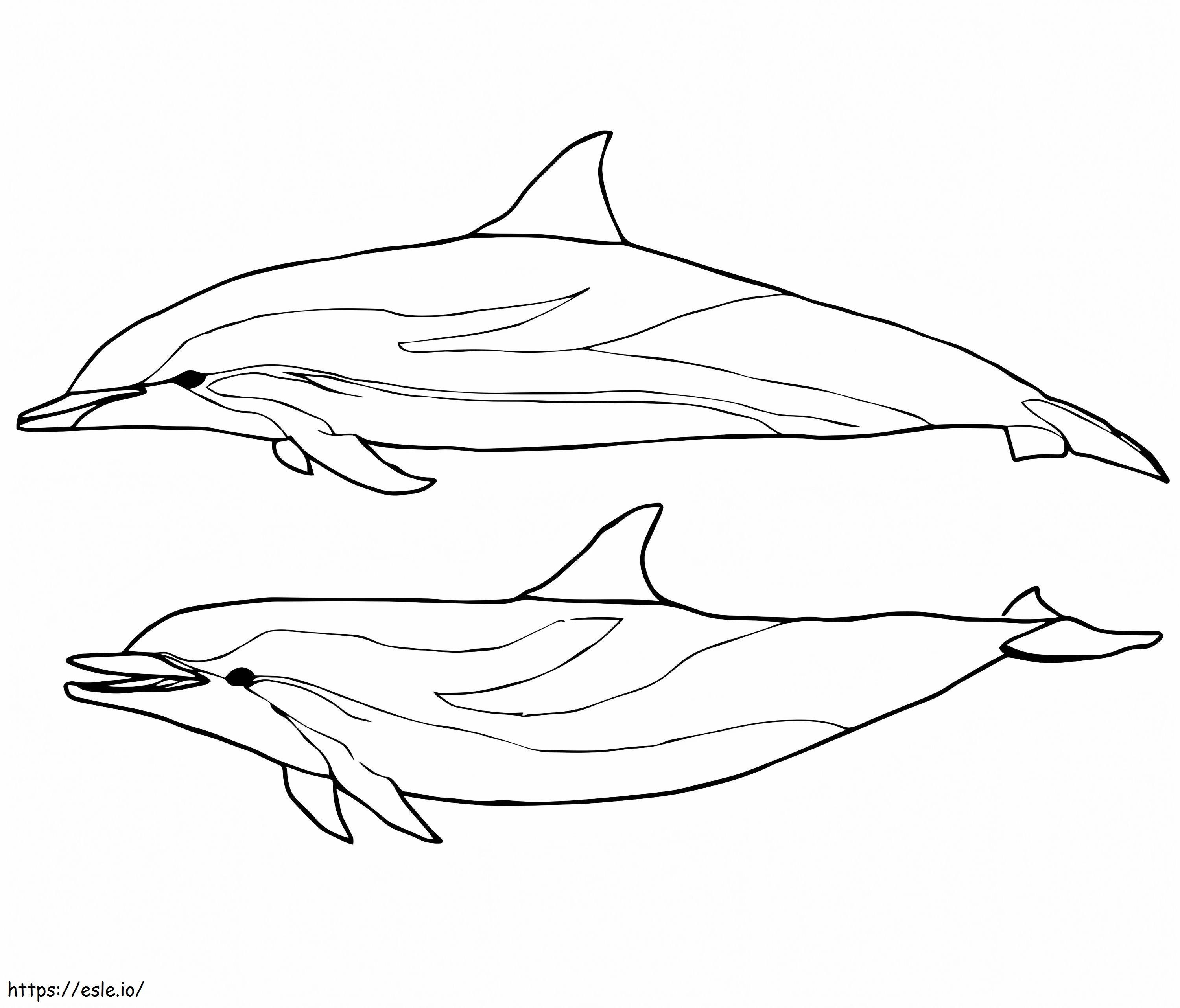Dois golfinhos azuis e brancos para colorir