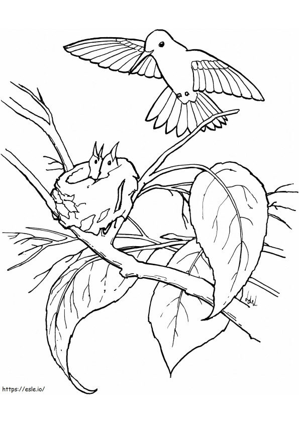 Rodzina Kolibra Na Drzewie kolorowanka
