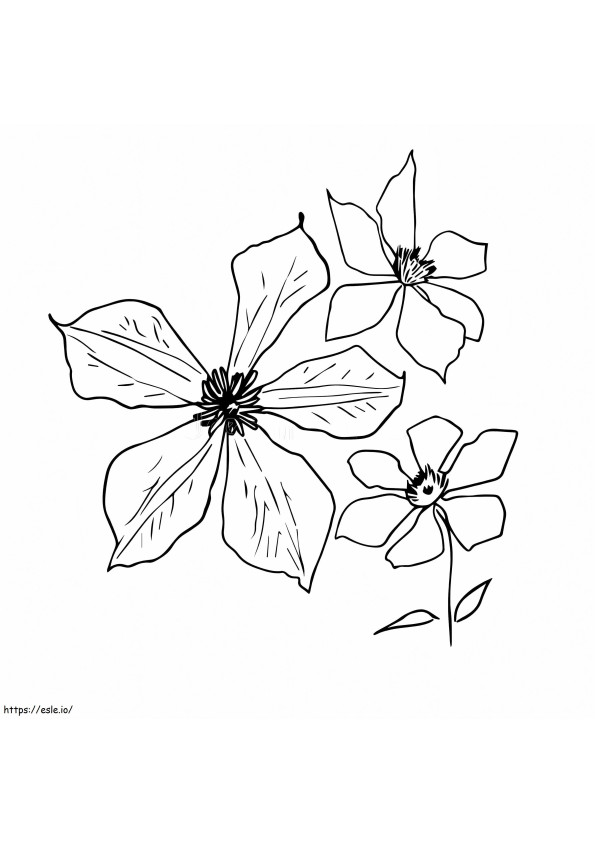 Three Clematis coloring page