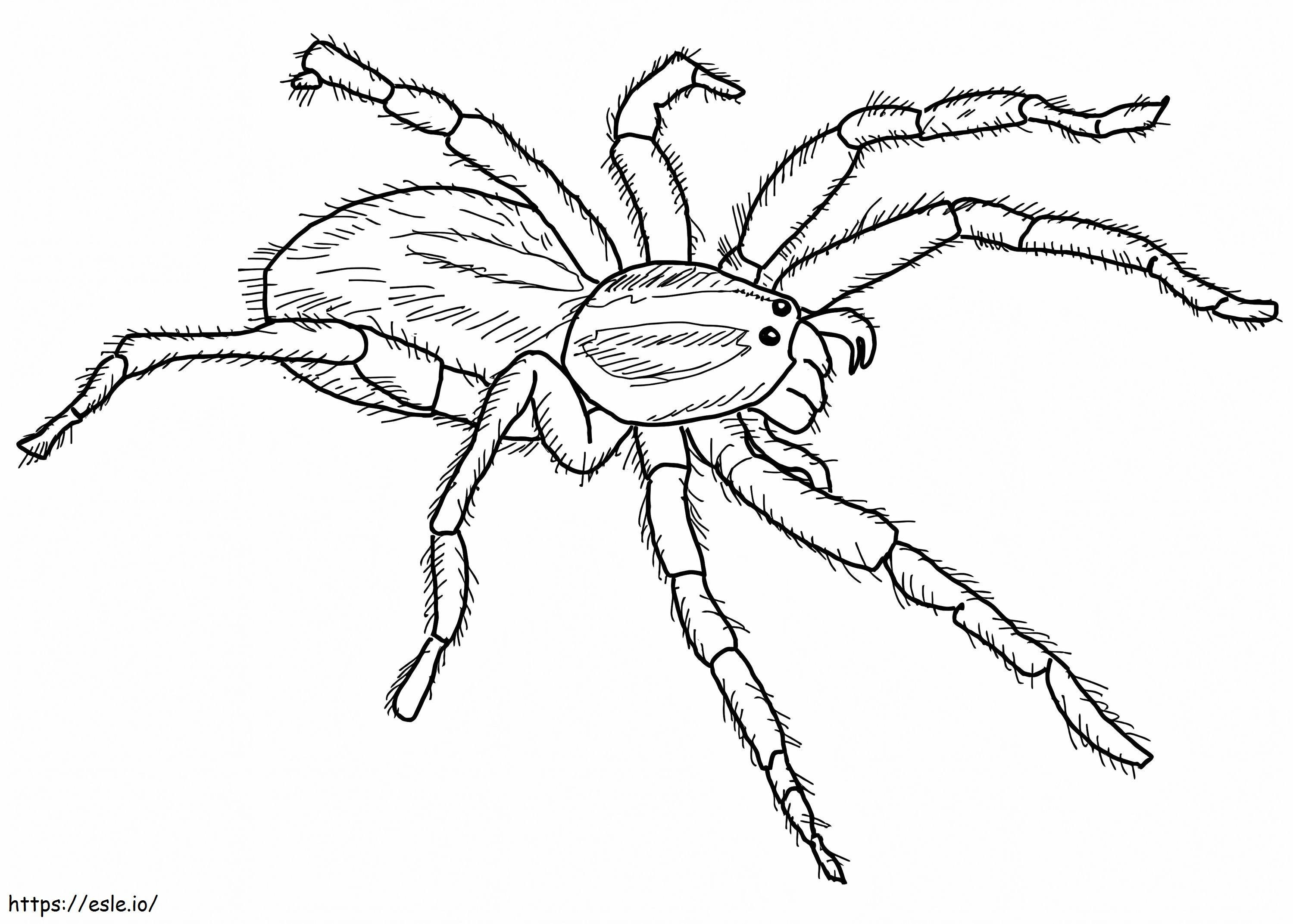 Carolina Wolf Spider coloring page